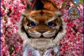 完美世界经典ss入魔的性能如何？玩家评价如何？