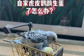 下蛋过程中的注意事项有哪些？