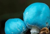 真菌世界怎么玩？新手攻略有哪些要点？