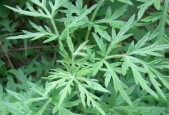 《以重建家园高级药草为目标的寻找之旅》（游戏中如何找到重建家园高级药草）