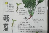 我的世界中如何种植蔬菜？种植蔬菜的步骤是什么？