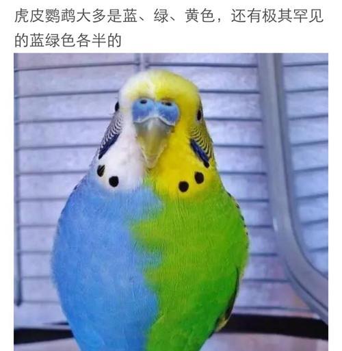 山海鹦鹉招募攻略（挑战无尽的山海）  第1张