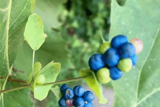 《如何在游戏中节省草药费用》（草药太贵怎么办）  第1张