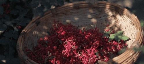 瘟疫公司进化（解锁方法大揭秘）  第1张