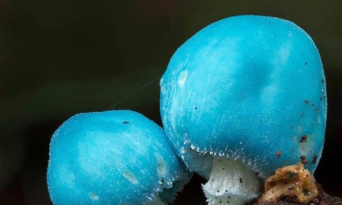 真菌世界怎么玩？新手攻略有哪些要点？  第1张
