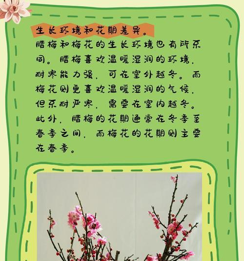 腊梅在游戏中的含义是什么？  第1张