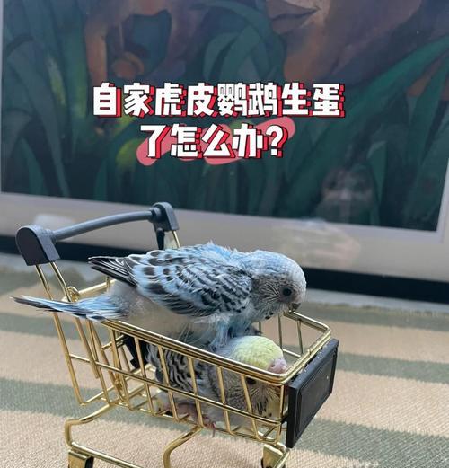 下蛋过程中的注意事项有哪些？  第1张