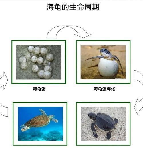 我的世界中海龟如何进食？海龟的食物来源是什么？  第2张