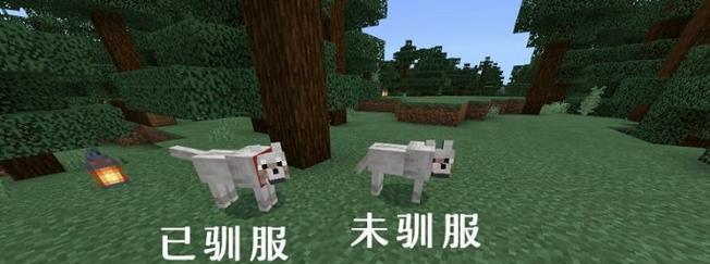 我的世界中如何训练狼？狼的驯服方法是什么？  第1张