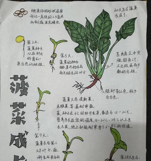 我的世界中如何种植蔬菜？种植蔬菜的步骤是什么？  第1张