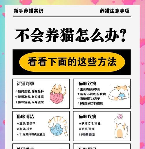 《猫之城猫球养成攻略》（打造属于你的猫球天堂）  第3张