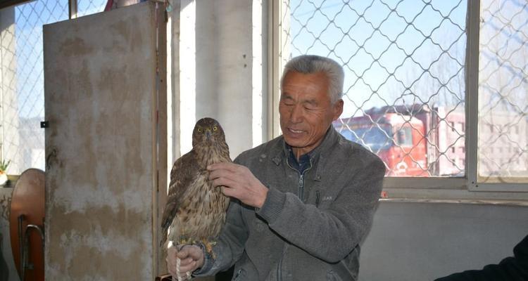 鹰驯服的具体步骤是什么？  第2张