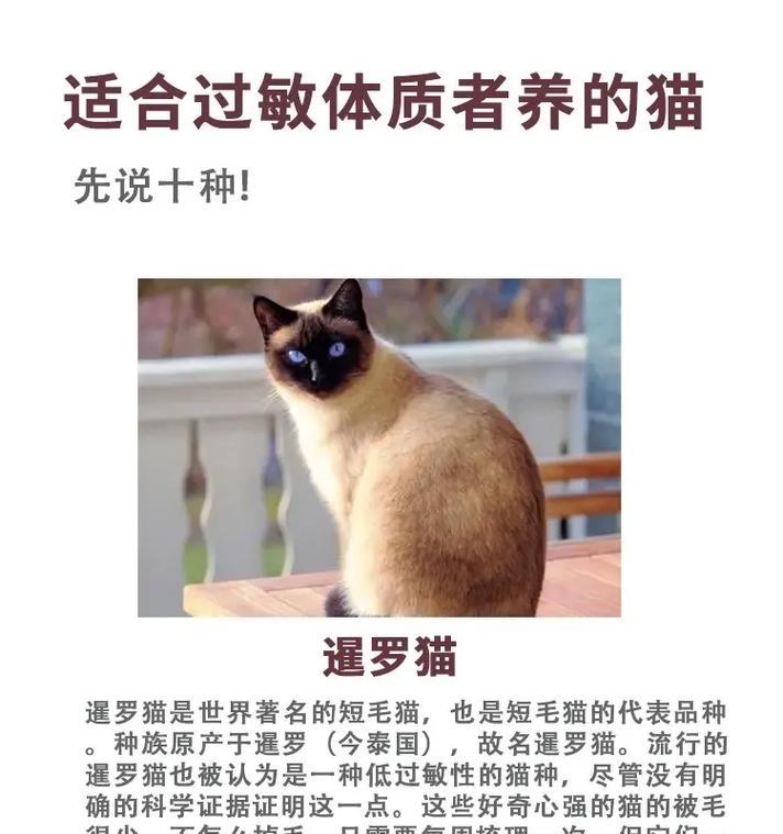 猫咪之美，掌握心灵的江山（以爱江山更爱美人猫咪）  第3张