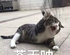 AI 搜索一夜变天，专为 Agent 做搜索的赛道能否诞生百亿美金新巨头？  第1张
