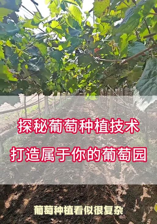 大话西游2树苗种植方法是什么？  第1张